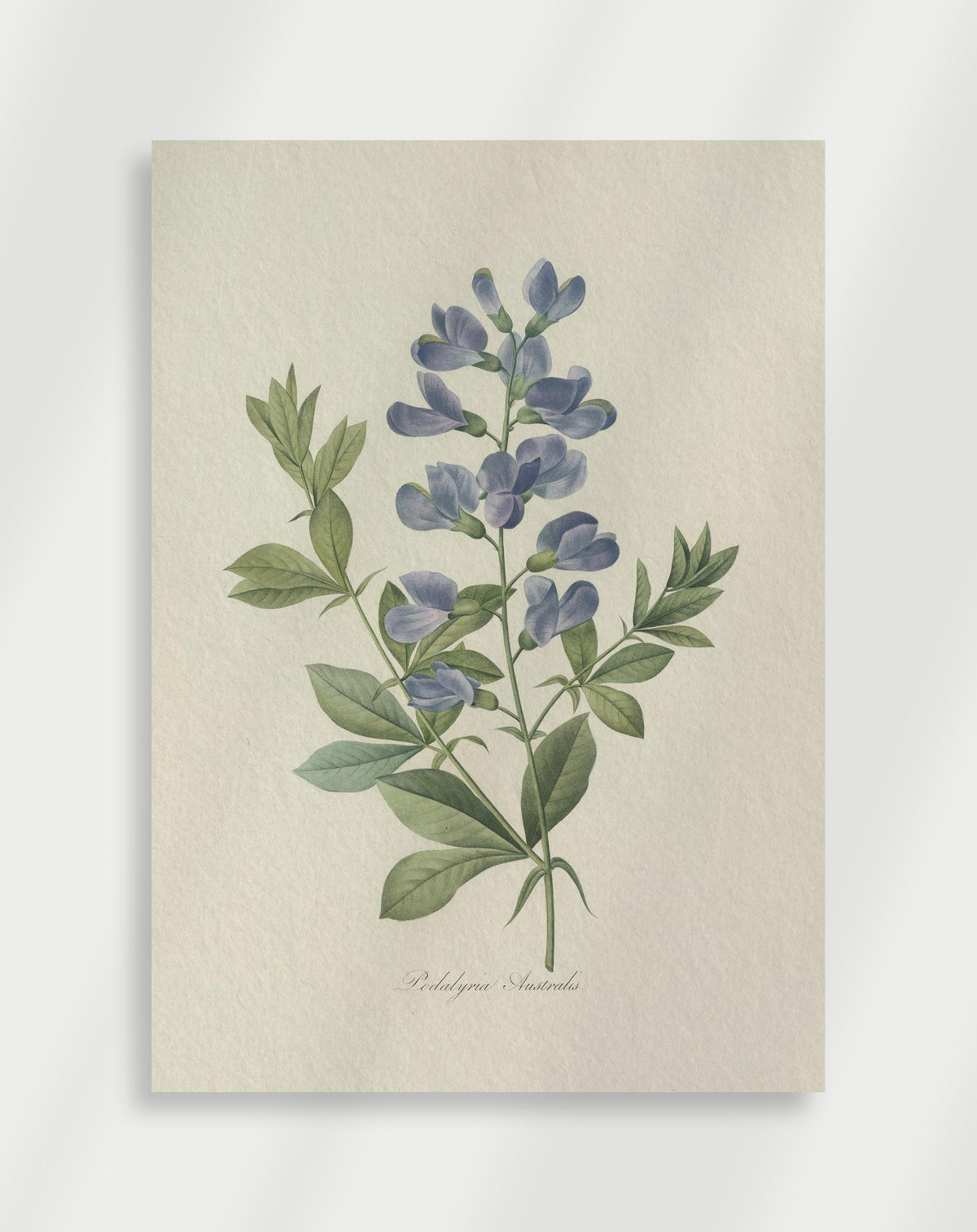 Vintage botanical illustration of Podalyria australis with soft blue flowers and green leaves