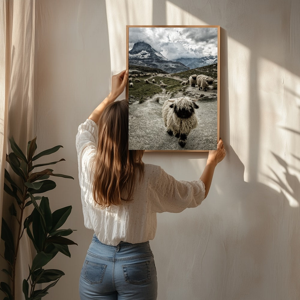 Valais Blacknose Matterhorn bjergplakat