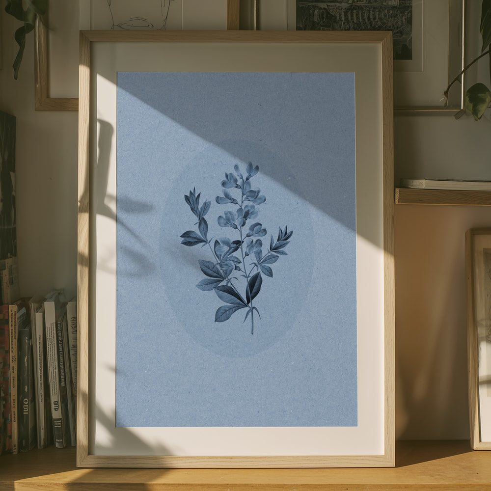 Seren blå botanisk plakat