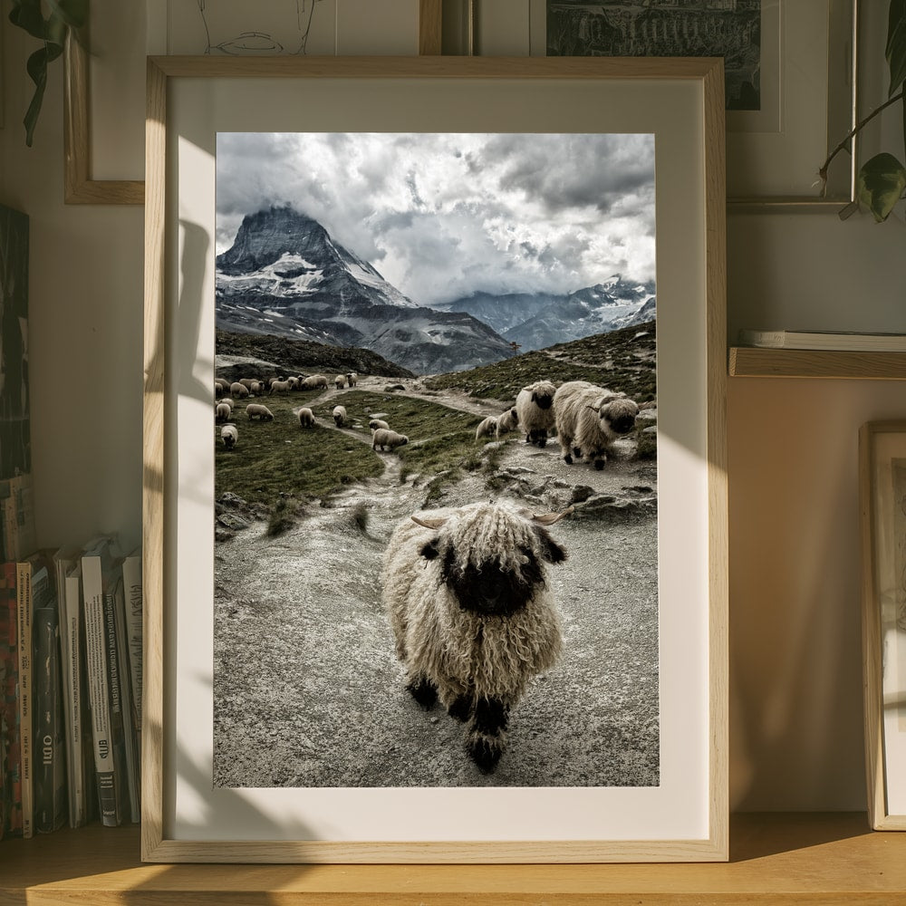 Valais Blacknose Matterhorn bjergplakat