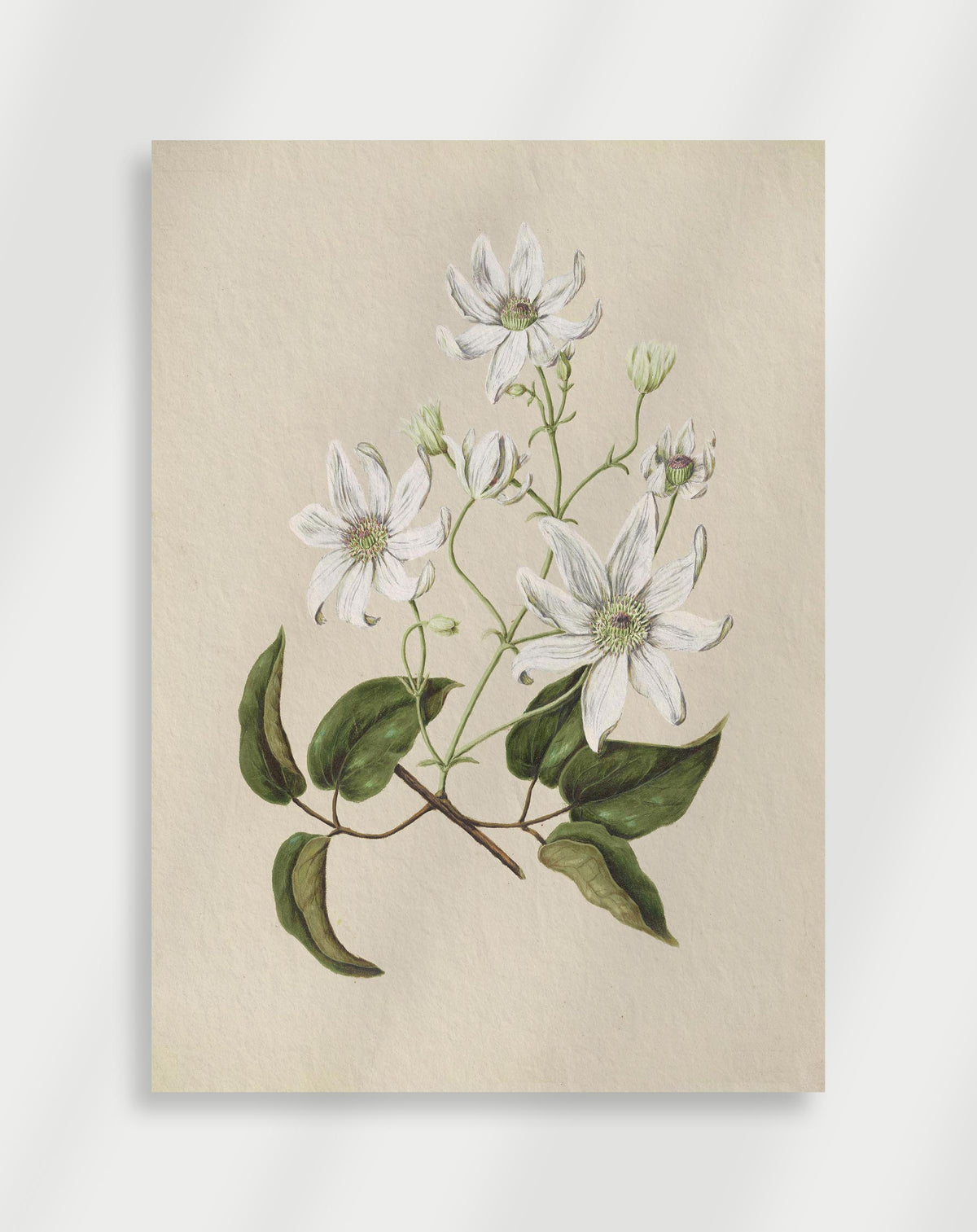 Vintage botanical illustration of white flowers with green leaves in classic style