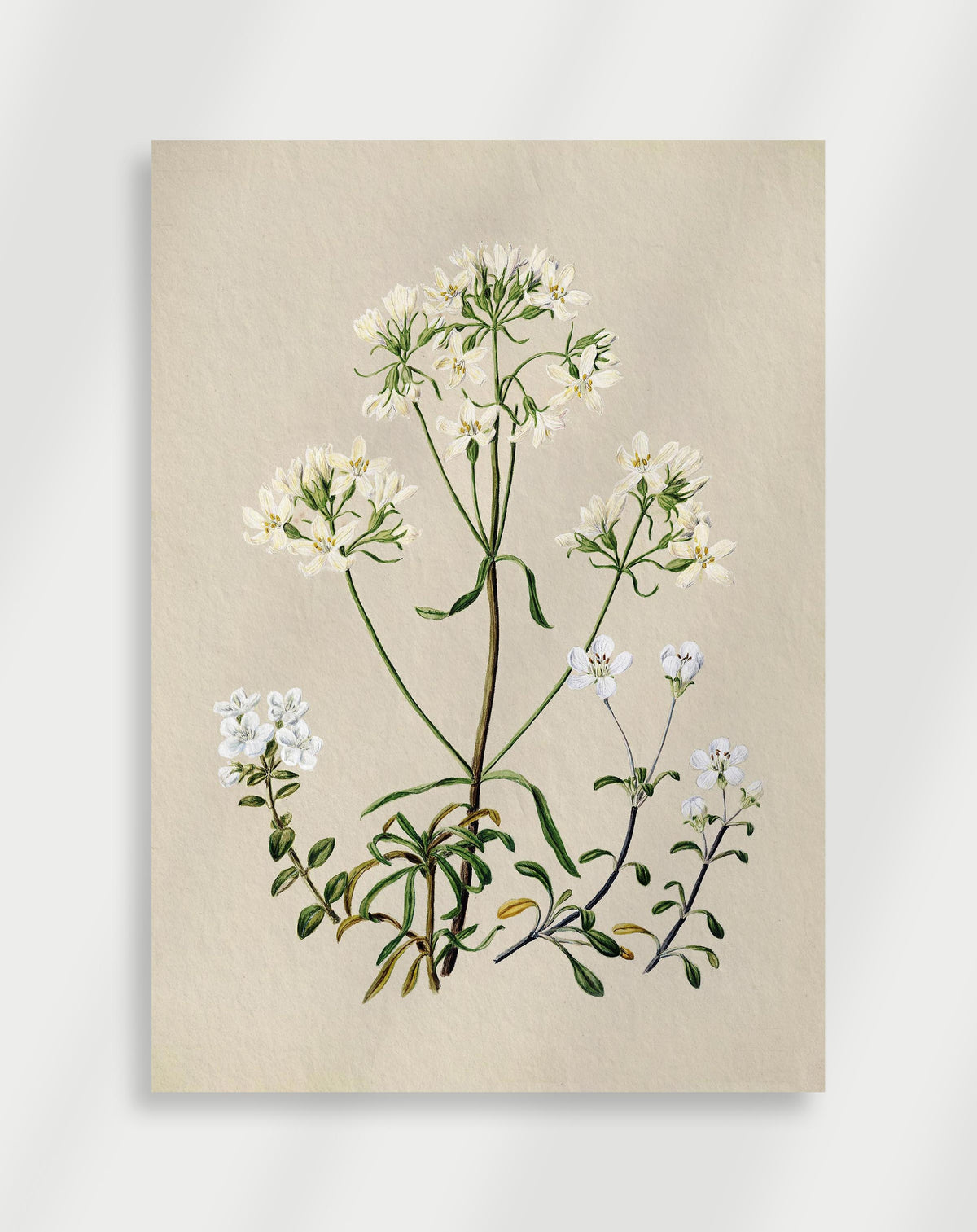 Vintage botanical illustration with multiple white flowers and detailed plant composition