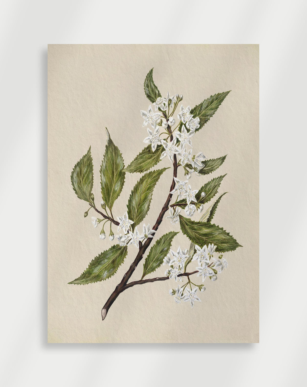 Vintage botanical illustration of a flowering branch with white blossoms and green leaves