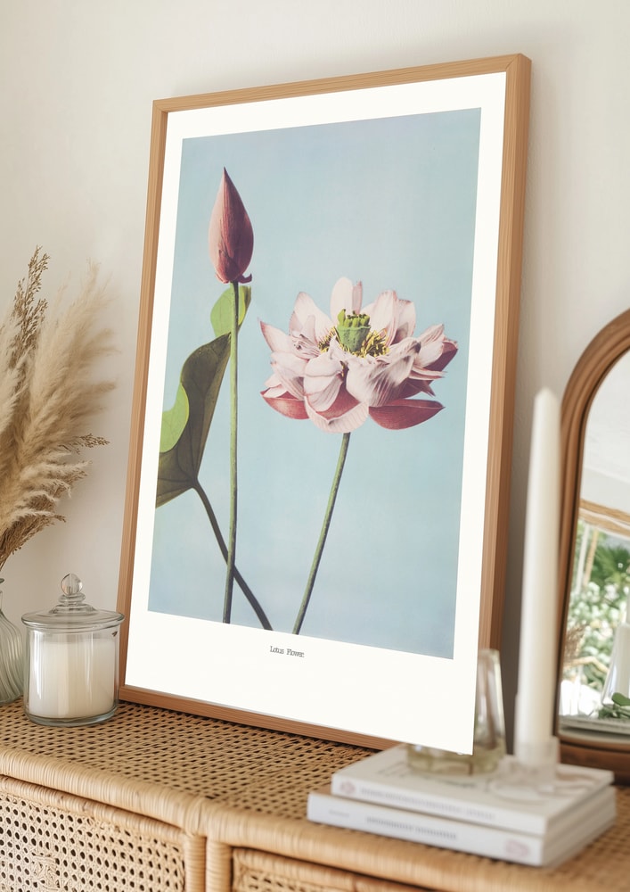 Lotus Flowers Poster