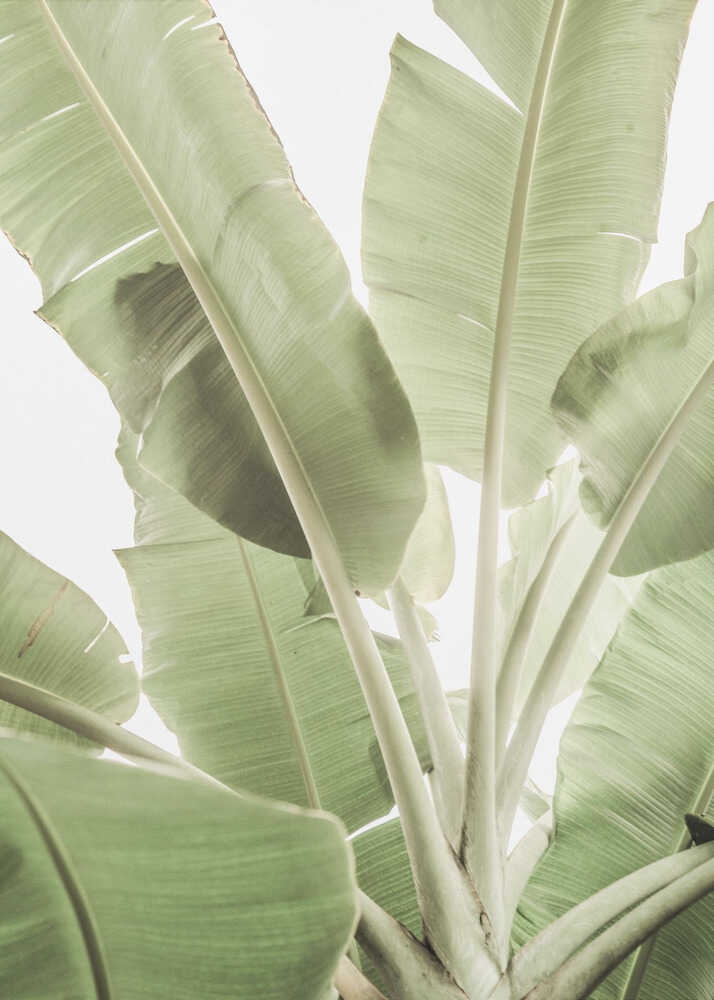 Banana leaves poster with large green banana leaves from below