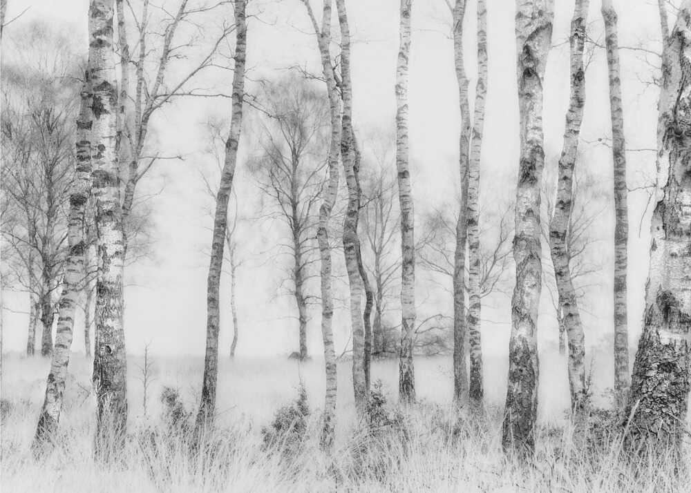 Birch forest bw poster with a black and white view of a birch forest with tall trunks