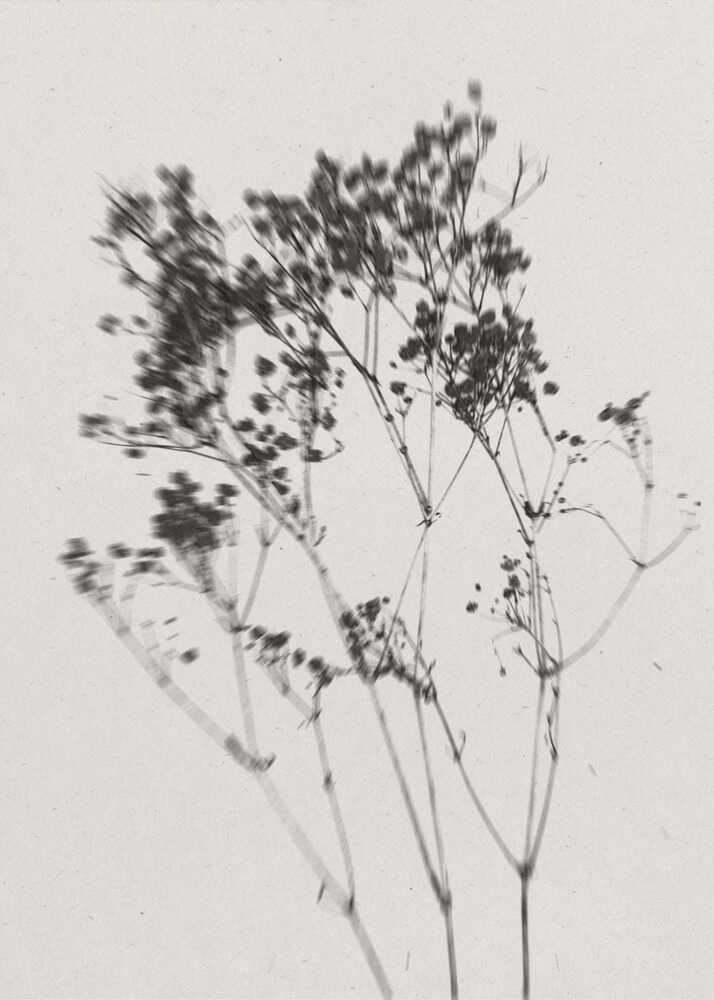 Black white dried flowers poster with a black and white botanical image of delicate dried wildflowers on thin stems