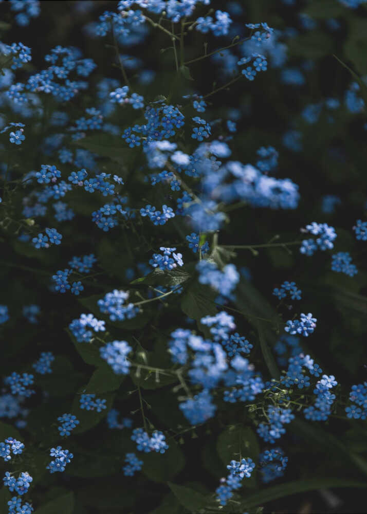 Blue flowers dense poster with dense small blue flowers and green leaves