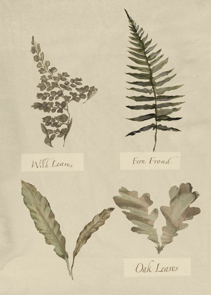 Botanical leaves fern oak poster with a watercolor illustration of fern fronds, wild leaves and oak leaves with labels