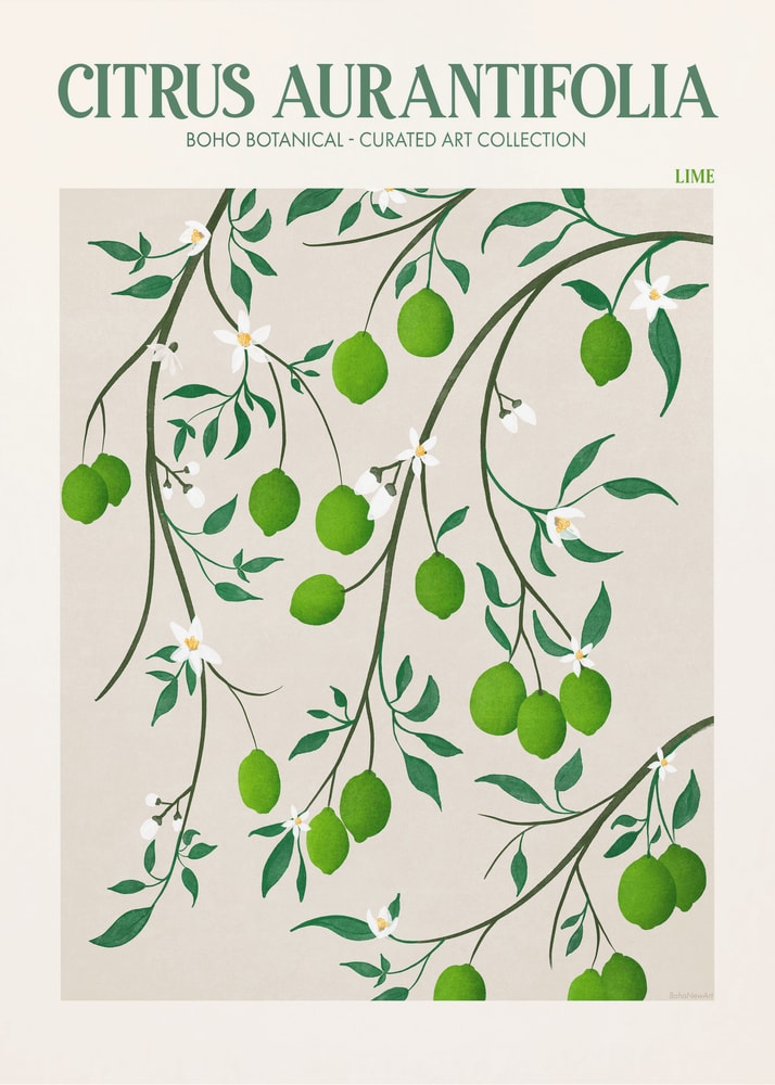 Citrus aurantifolia lime poster with a botanical illustration of lime branches with green limes and white flowers