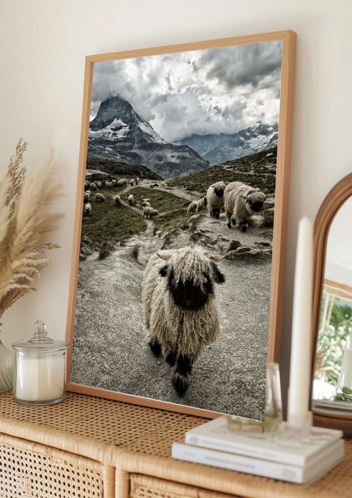 Valais Blacknose Matterhorn bjergplakat