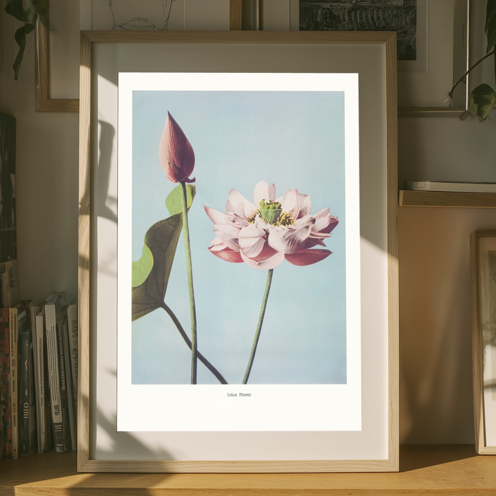 Lotus Flowers Poster