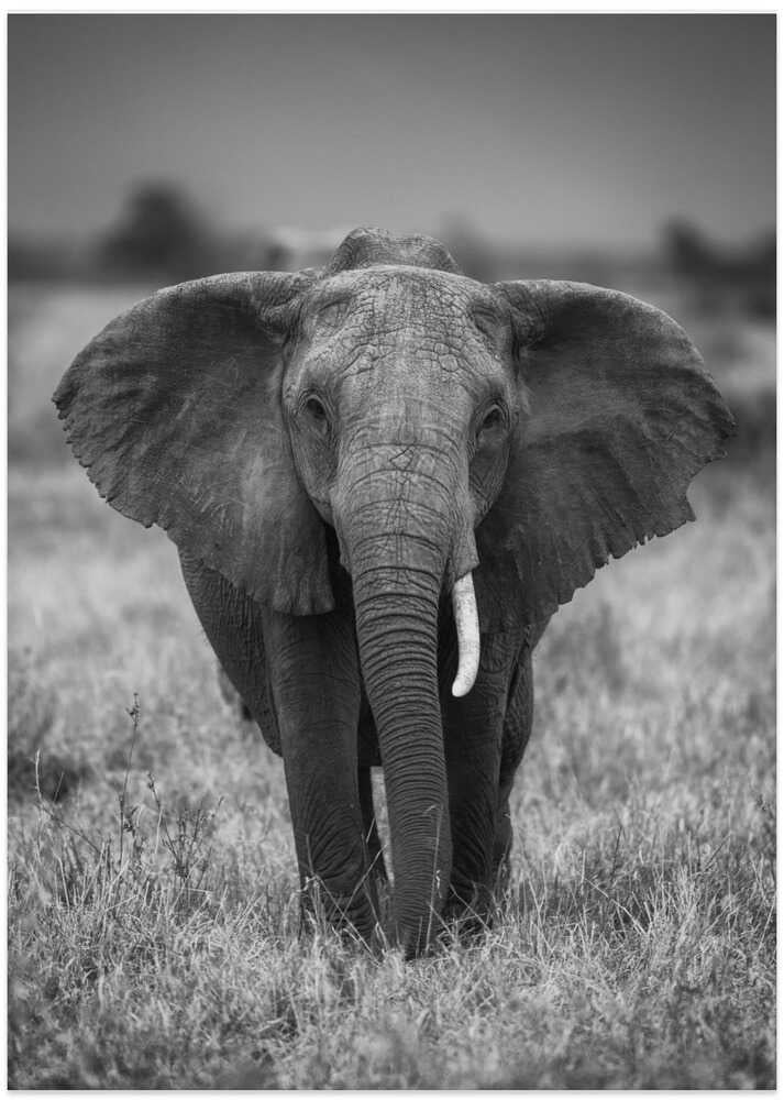 Elephant portrait poster with a black and white view of an African elephant walking towards the camera