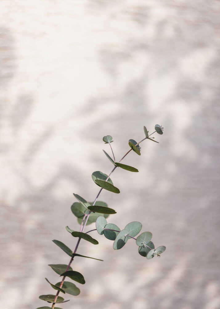 Eucalyptus branch poster with a eucalyptus branch of round green leaves against a soft background