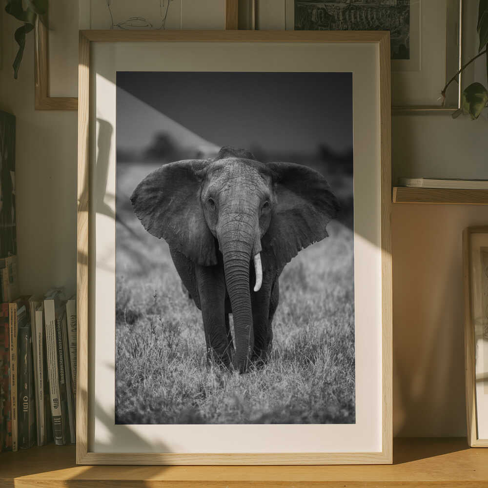 Elephant portrait Poster