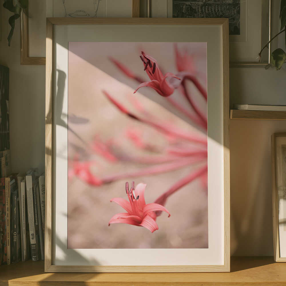 Petals in Focus Poster