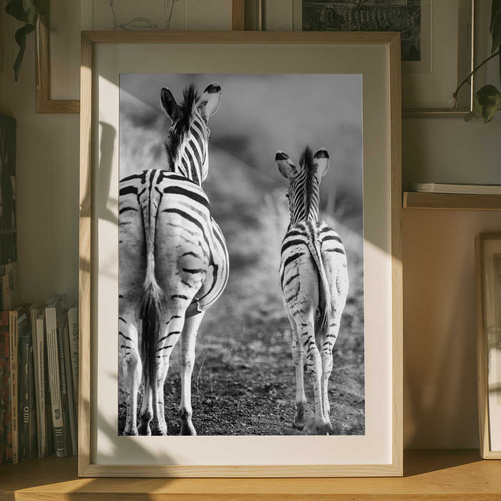 Stribet hest bagside plakat