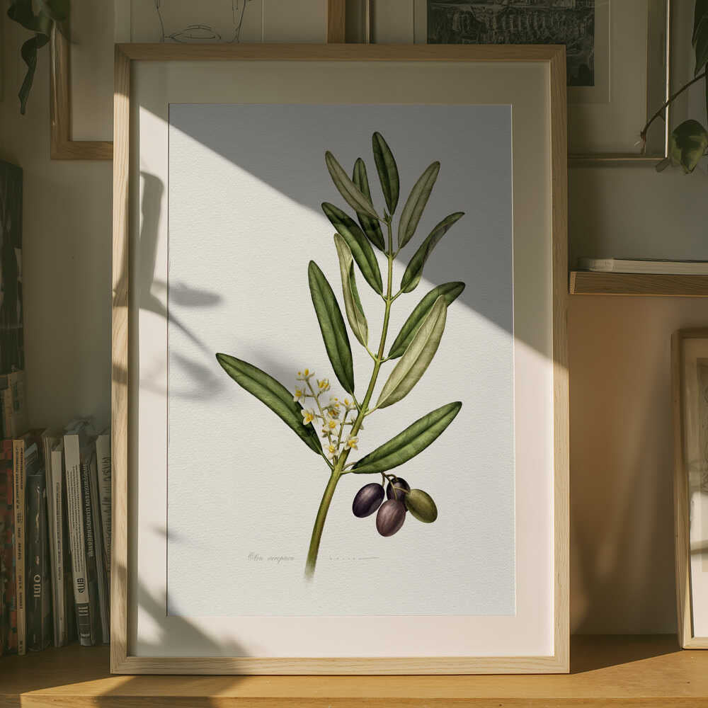 Olivengren Med Frugt Plakat