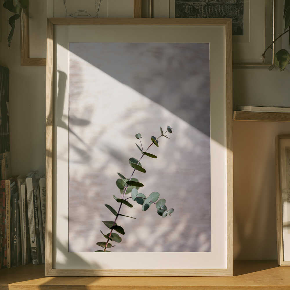 Plakat med Eukalyptus Gren Skygge