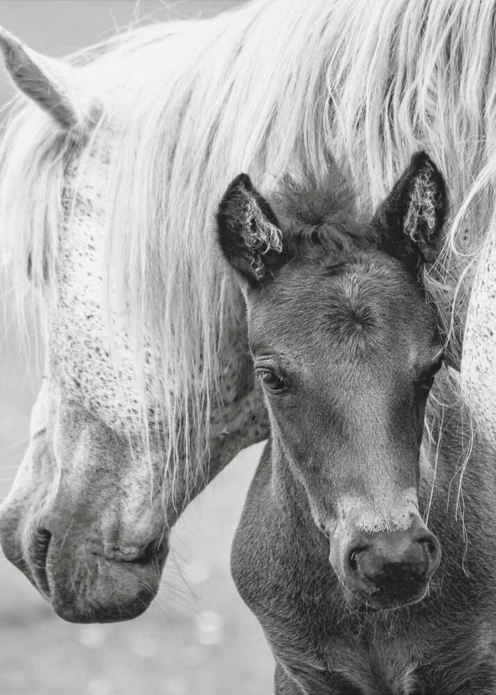 Horse and foal poster with a black and white close-up of a horse and foal