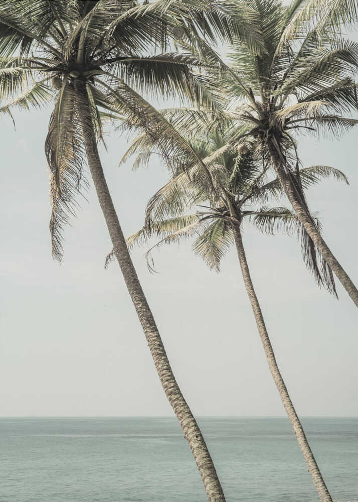 Leaning palm trees poster with leaning palm trees by a calm sea