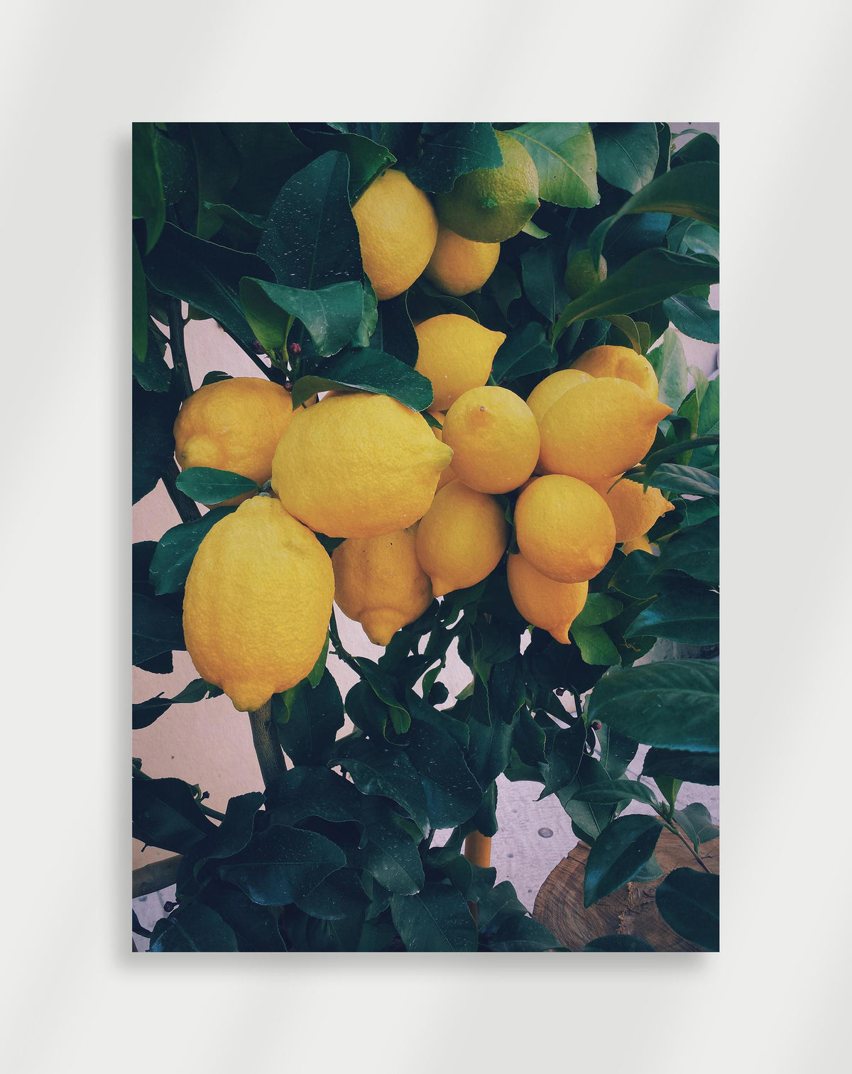 Lemon tree closeup poster with a close-up of a lemon tree heavy with yellow lemons and green leaves