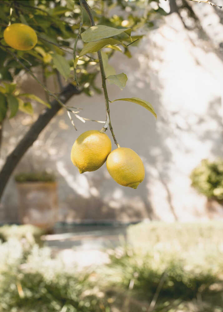 Lemons on branch poster with yellow lemons hanging from a tree branch