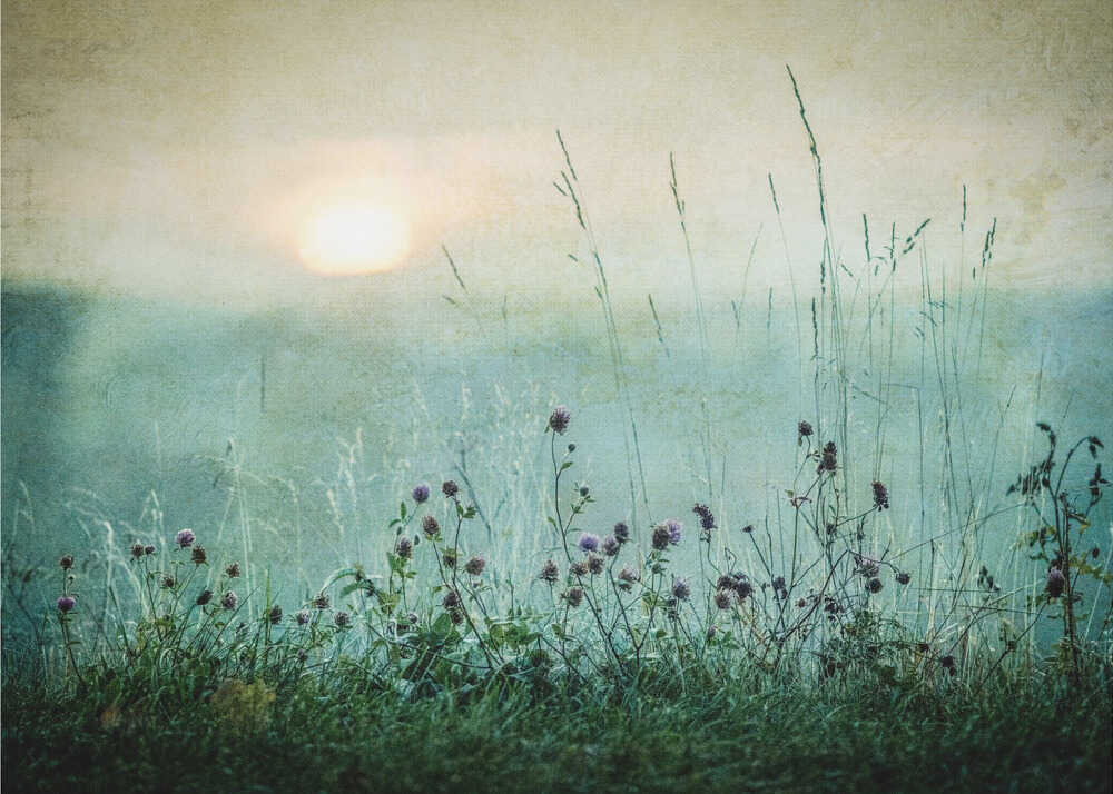 Meadow sun poster with wildflowers and tall grass in a misty meadow with a glowing sun