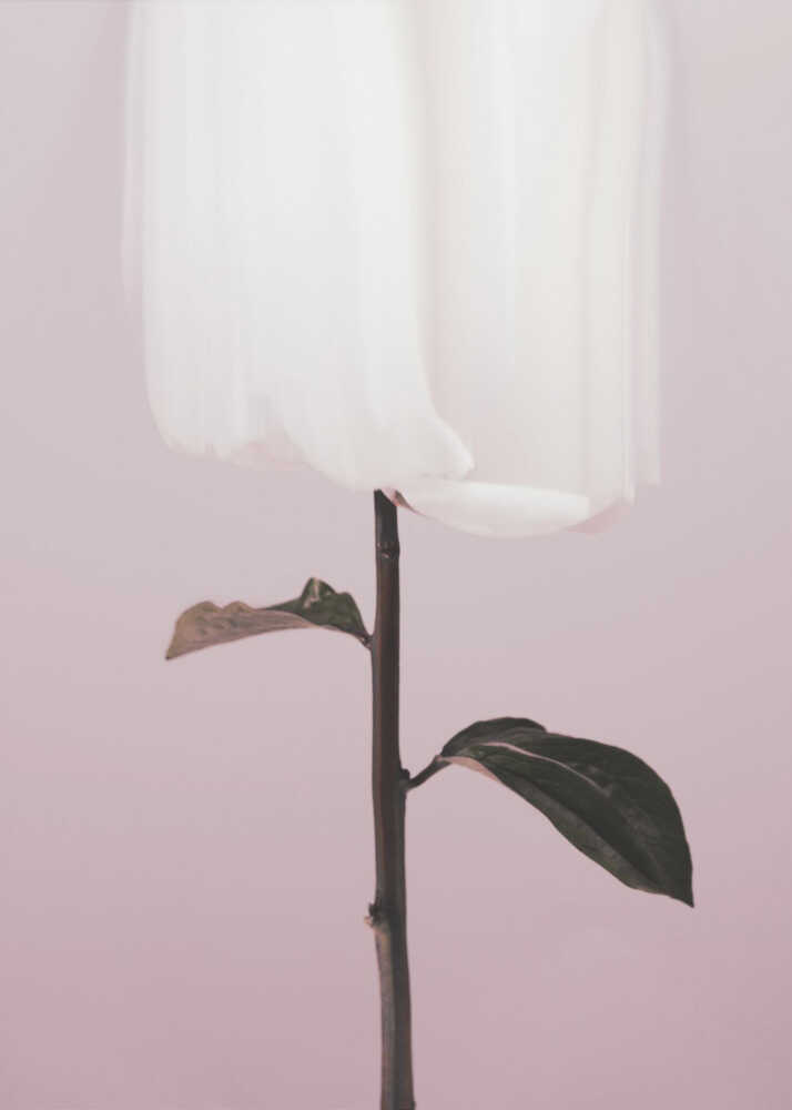 Minimalist white rose pink background poster with a minimalist photograph of a single white rose stem against a soft pink background