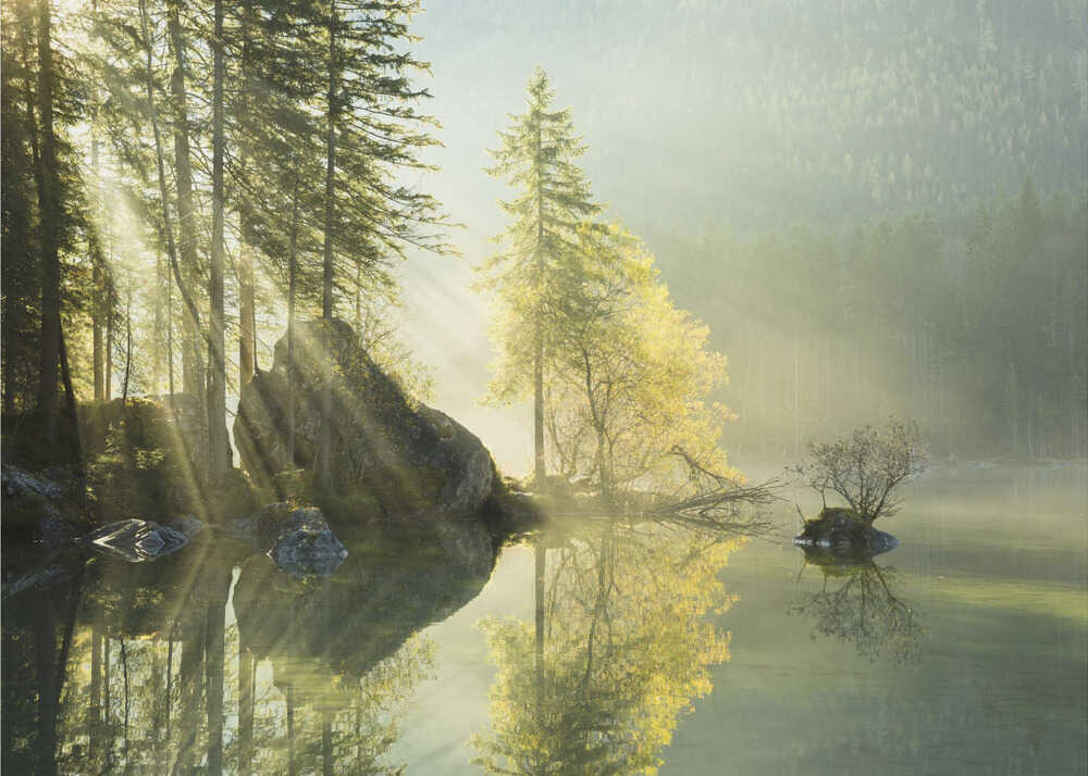 Misty lake rays poster with a misty lake pine trees and sunlight rays reflecting in the water
