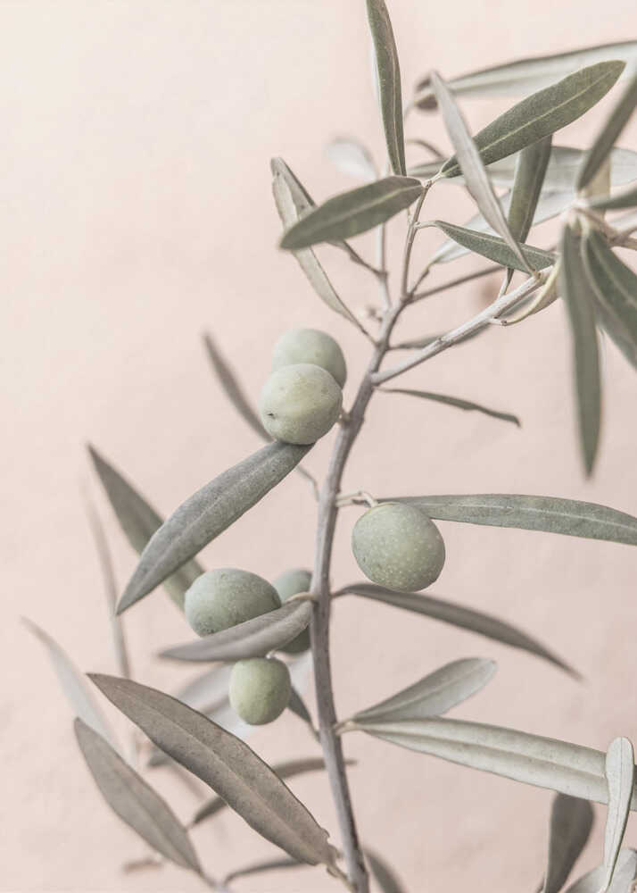 Olive branch closeup poster with a close-up of an olive branch with green olives and silvery leaves