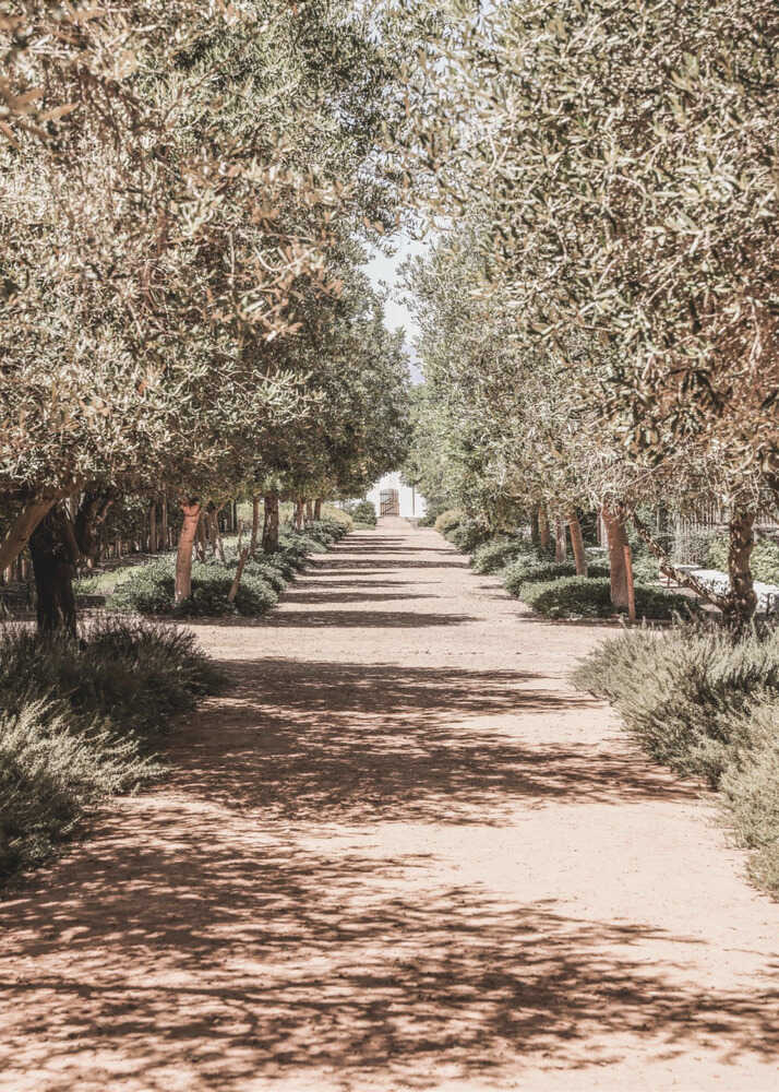 Olive tree path poster with a dirt path lined with olive trees and shadows