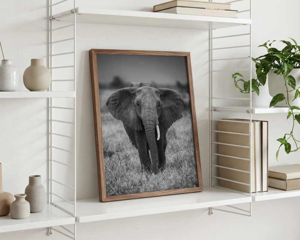 Elephant portrait Poster