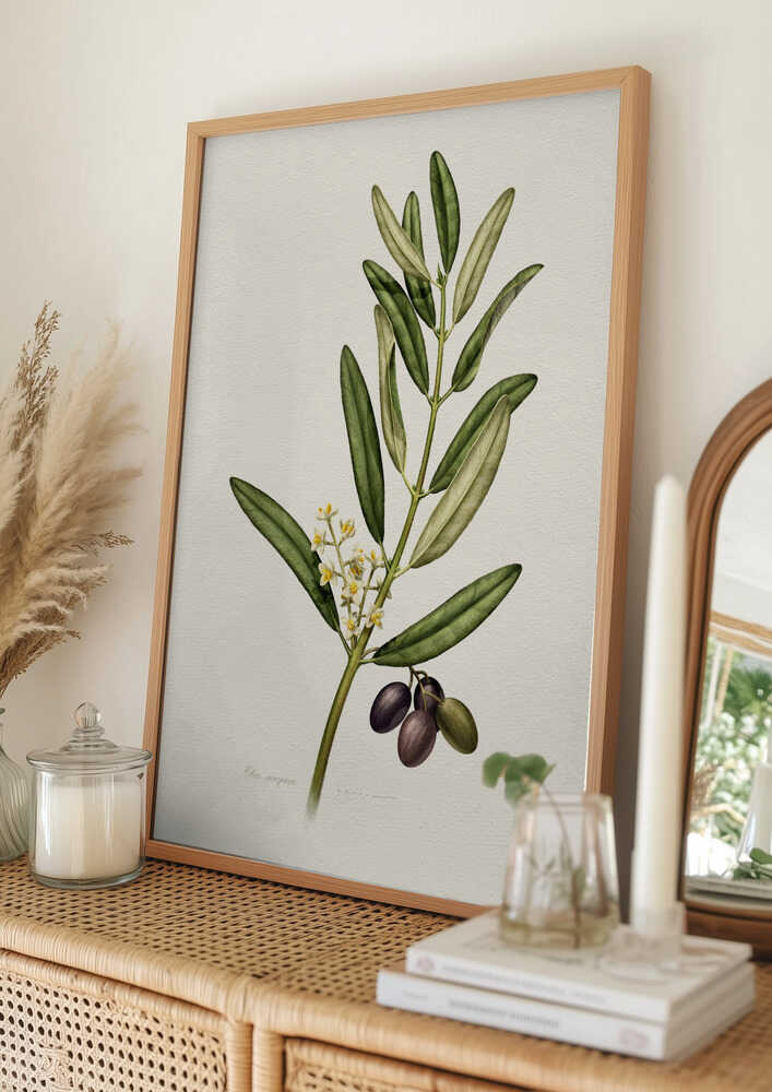 Olivengren Med Frugt Plakat