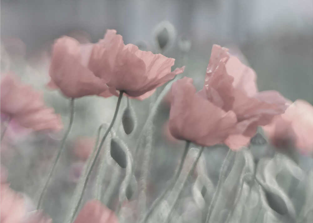 Pink poppies poster with a soft close-up of pink poppy flowers