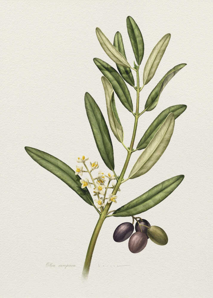 Olive Branch With Fruit Poster