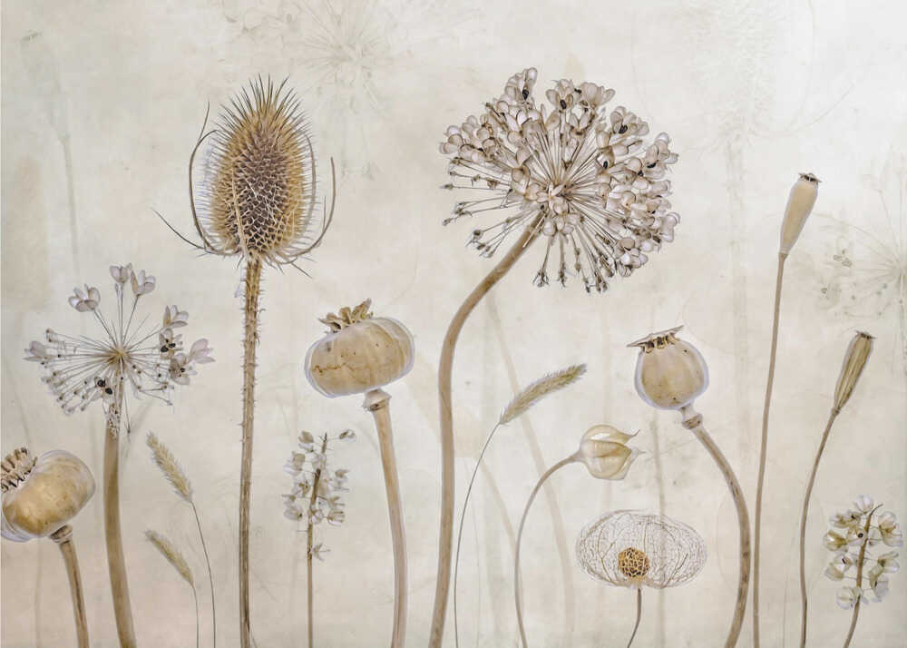 Seed heads poster with a botanical illustration of dried seed heads and pods