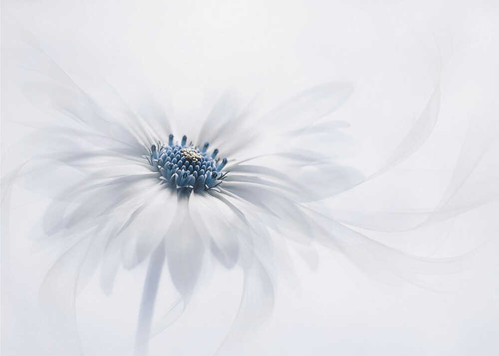 Soft white flower poster with a soft close-up of a white and blue flower