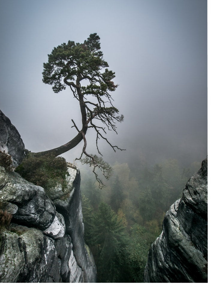 Twisted tree cliff poster with a twisted pine tree on a rocky cliff in fog