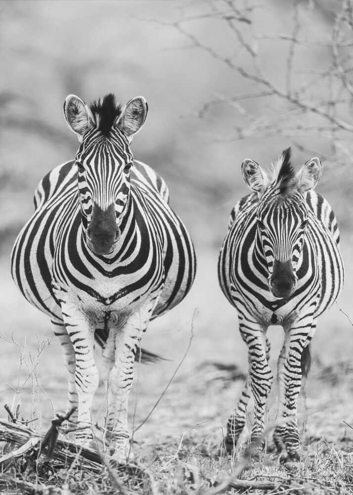 Two zebras poster with a black and white view of two zebras standing side by side
