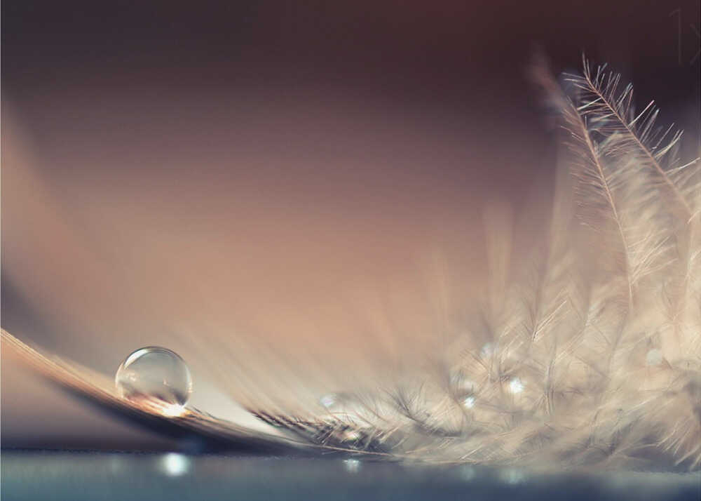Water droplet feather poster with a soft close-up of a water droplet on a feather