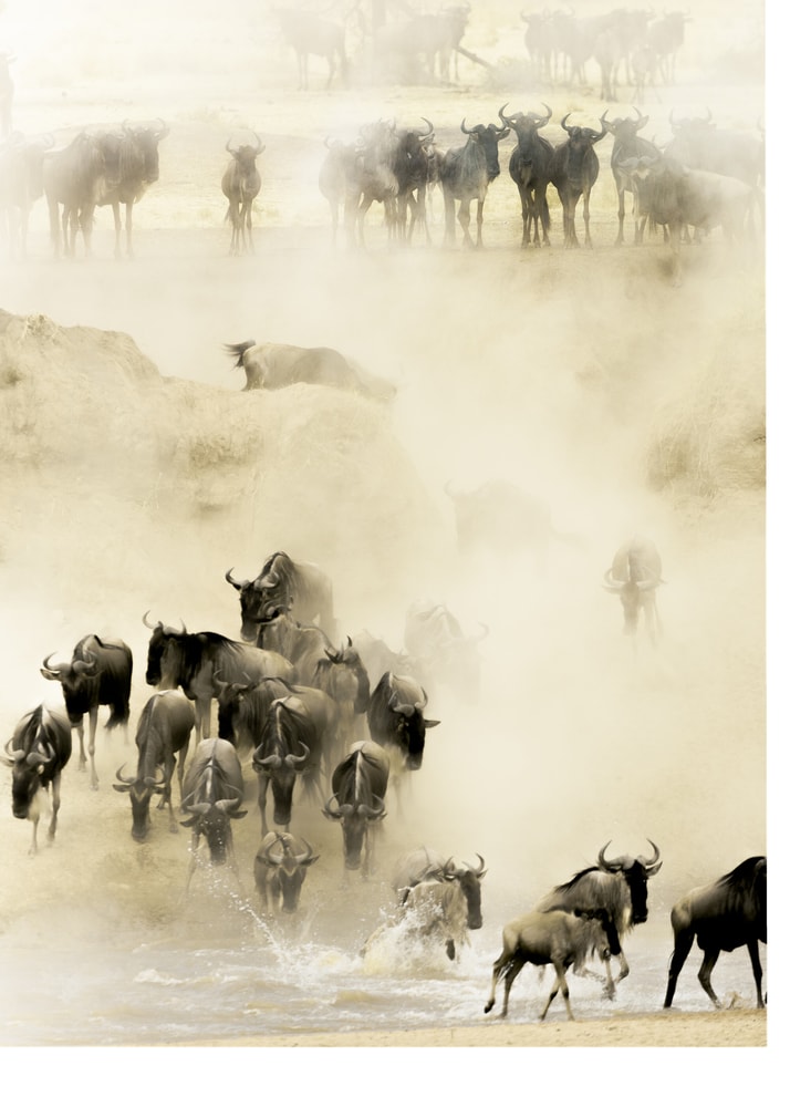 Wildebeest crossing poster with a herd of wildebeest crossing a river in dust