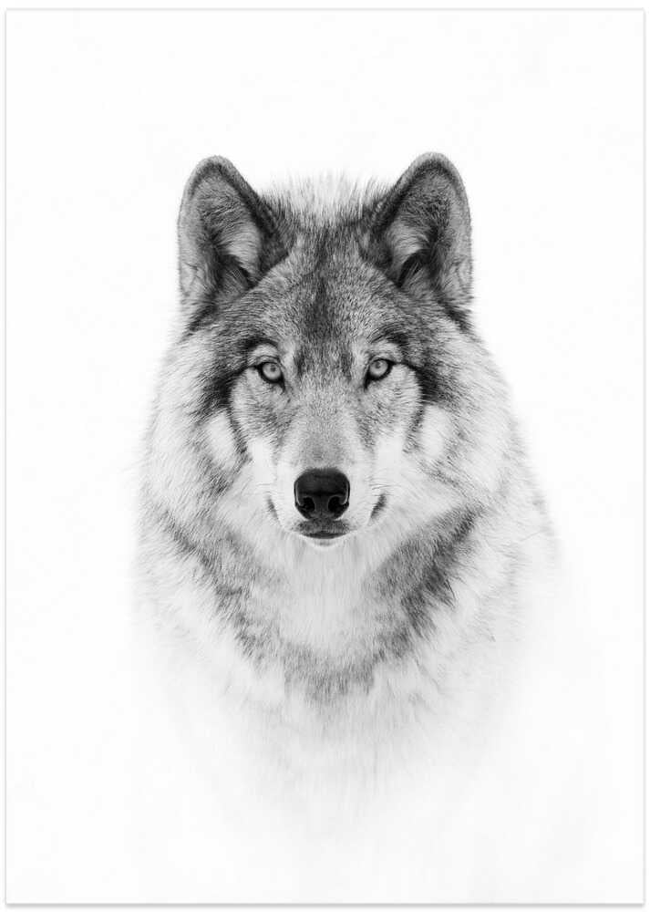 Wolf portrait poster with a black and white portrait of a wolf facing the camera